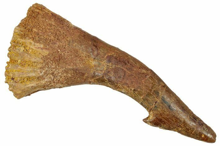 Bargain, Fossil Sawfish (Onchopristis) Rostral Barb - Morocco #250913
